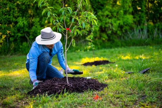 Gärtner pflanzt einen jungen Baum im Garten